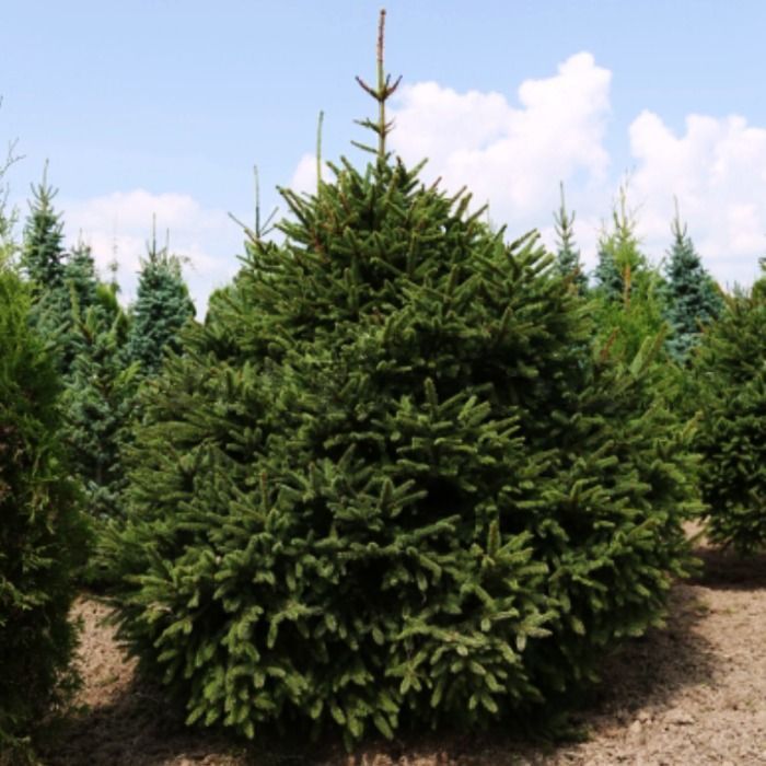 Растение ель обыкновенная Compacta c2 20-30 Lt-1 по цене  Растение ель обыкновенная Compacta c2 20-30 Lt-1