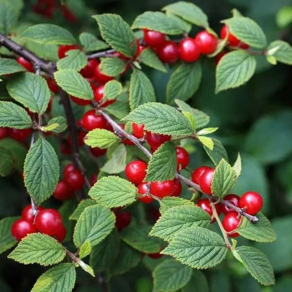 Вишня войлочная Юбилейная v7 80-100 Lav 