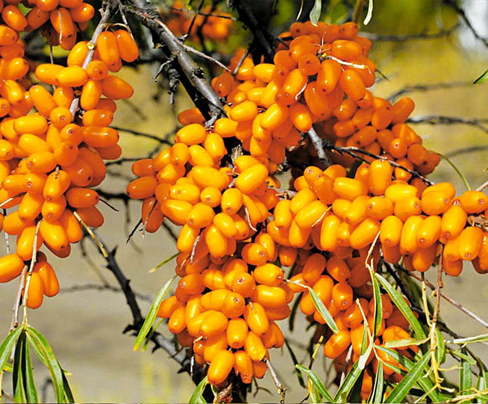 Облепиха Елизавета c3 h20-40 ЦО 