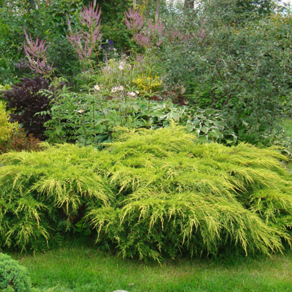 Можжевельник средний Голд Кост Р19 Tw 