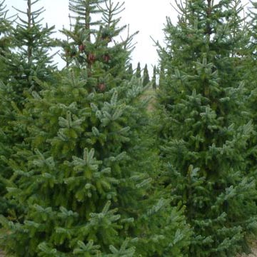 Растение ель сербская Линда 80-100см Lt2 