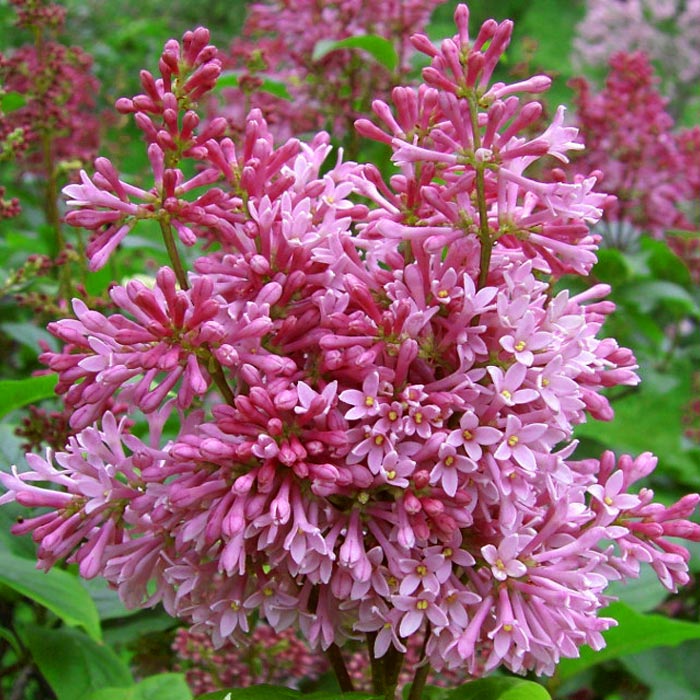 Сирень обыкновенная Мисс Канада Р23 