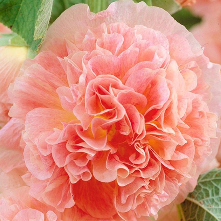 Корневище Мальва розовая Пичес энд Дримс,1 шт. 