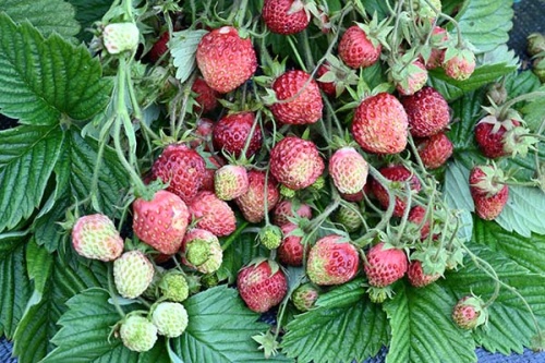 Земклуника Раиса p9 ЦО по цене  Земклуника Раиса p9 ЦО