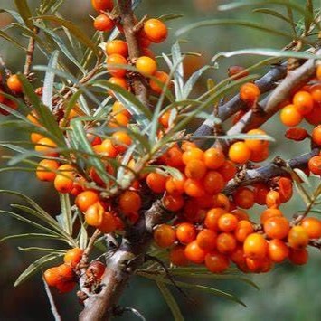 Облепиха Солнечная v2 Tim 