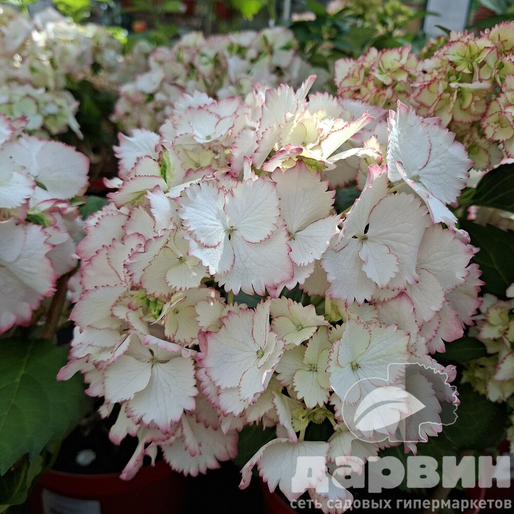 Гортензия крупнолистная Коктейль v5 Tim 