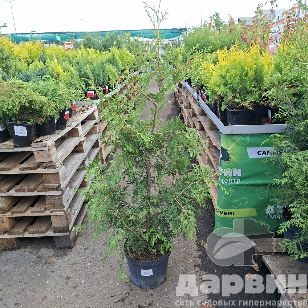 Туя западная Брабант 120-140 Nik  