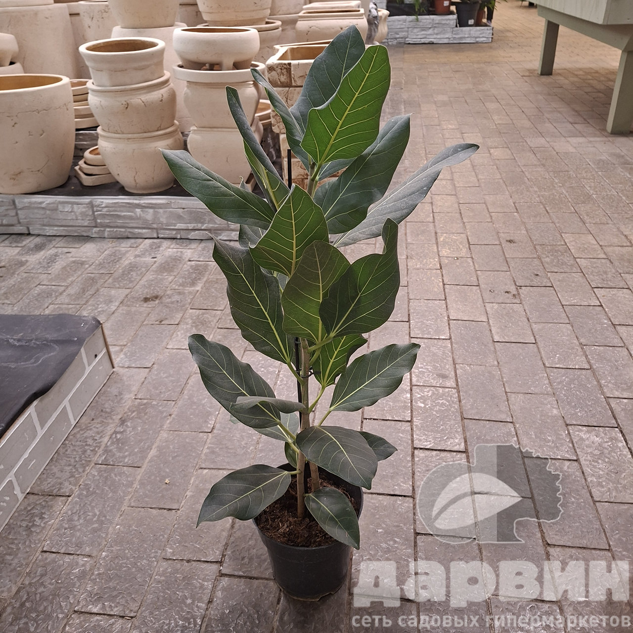 Фикус Бенгальский Джой d17 h65 