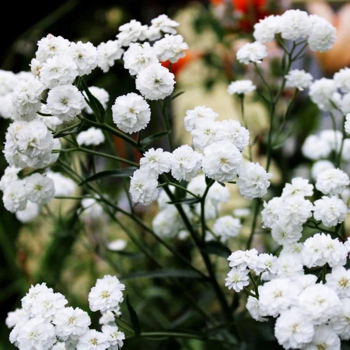 Тысячелистник птармика Маршмэллоу d12 ХР 