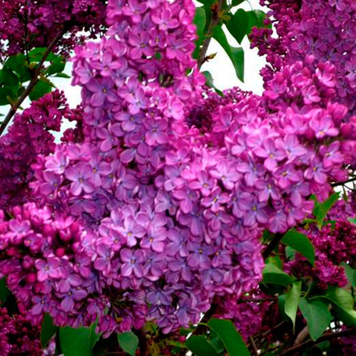 Сирень 5-ти летка Ра 