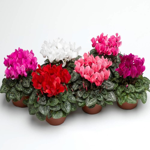 Цикламен смесь, D12 