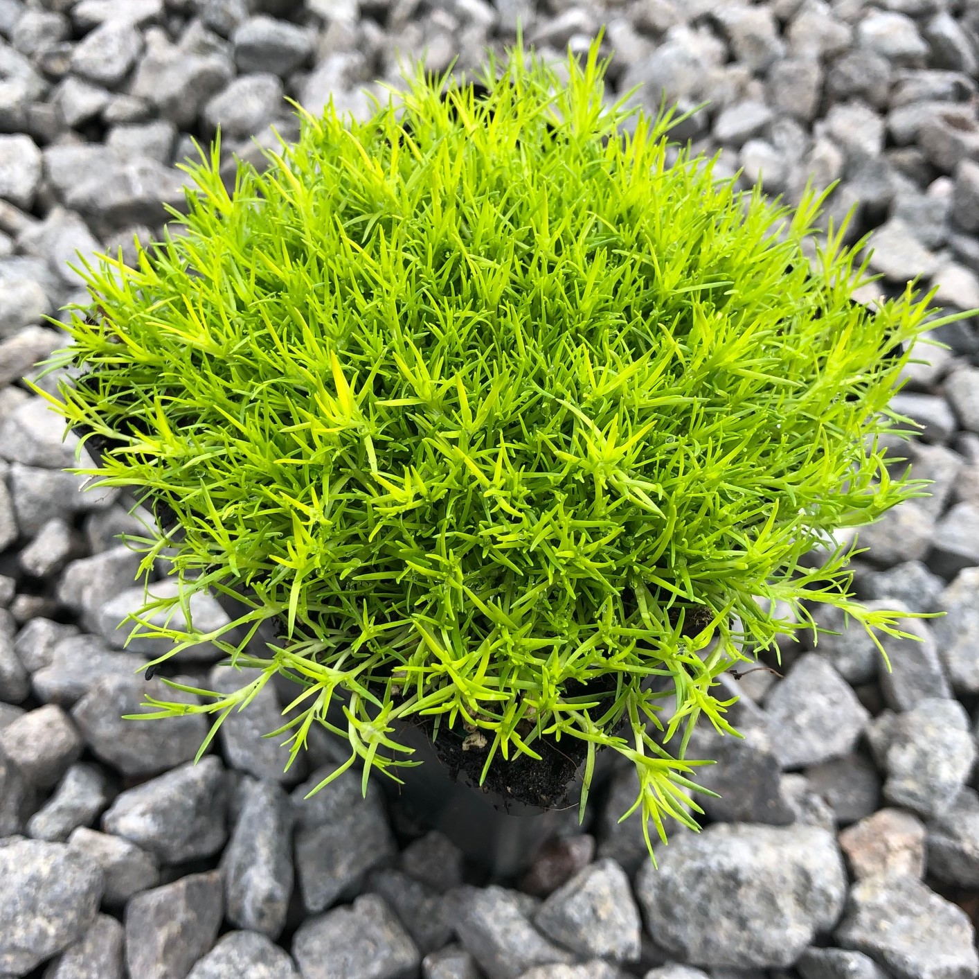 Мшанка p9 Push 