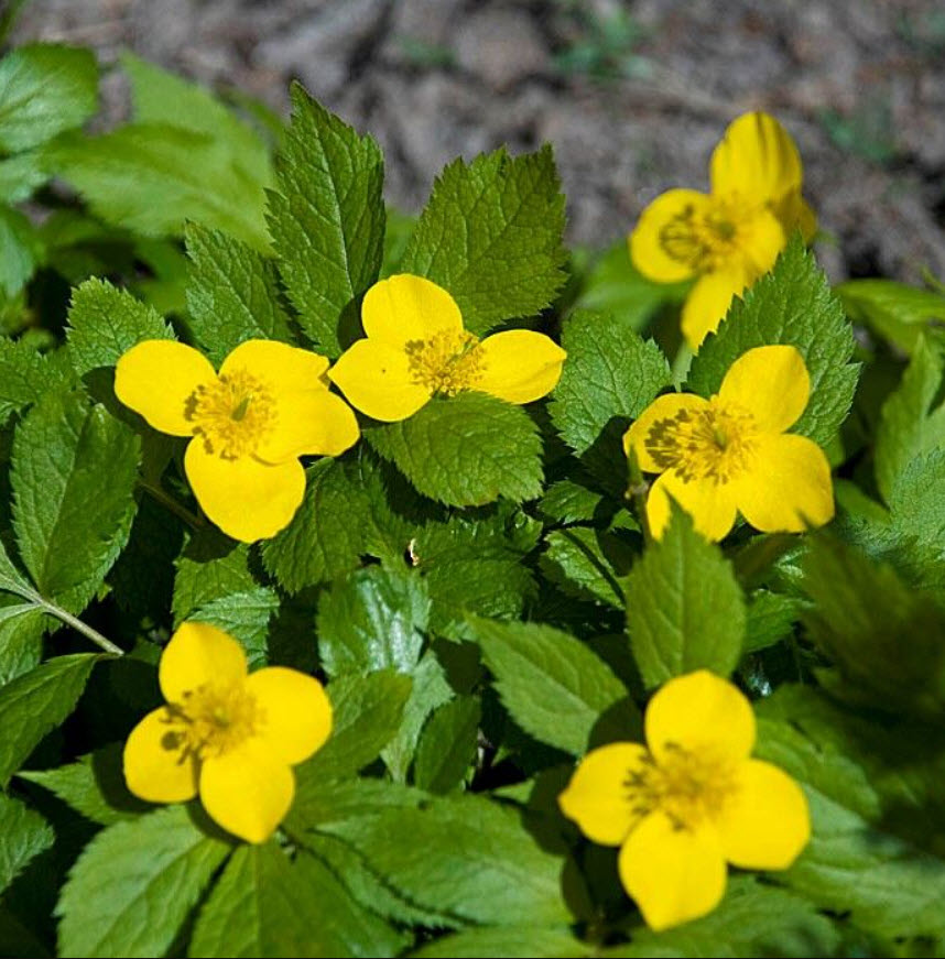 Хиломекон p9 Push 