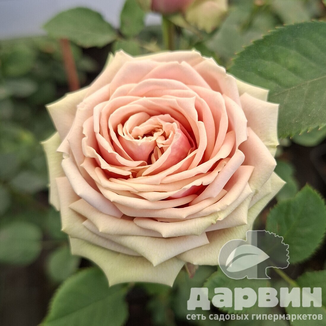 Роза спрей Романтик Пепита v5 Lav 