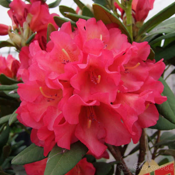 Рододендрон гибридный Абендсонне c5 