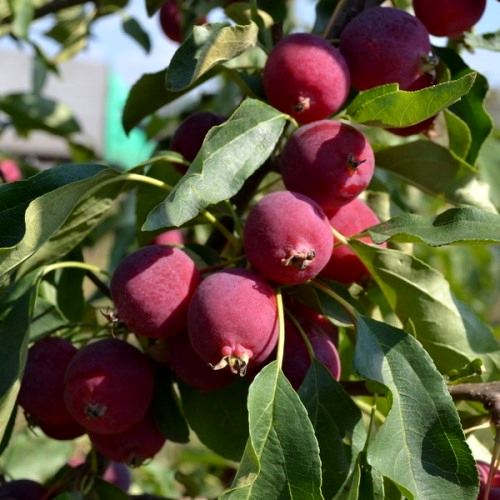 Яблоня Долго 3-х летка v5-10 Tim 