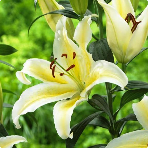 Лилия восточная Чилл Аут d 10 Tim 