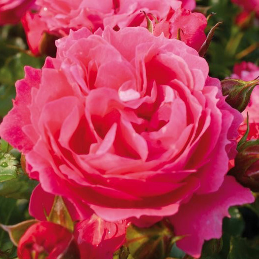 Роза флорибунда Мойн Мойн v5 Dem 