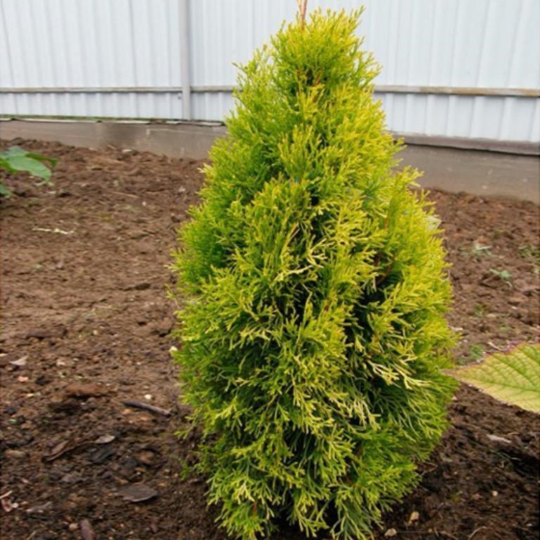 Thuja occidentalis golden. Туя Западная Golden Anne. Туя Западная Golden Smaragd. Туя Западная (Thuja occidentalis Golden анн. Туя Западная Голден Глоб (р9).