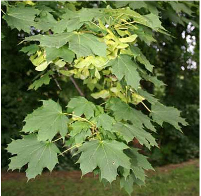 Клен остролистный С5 ЦО 