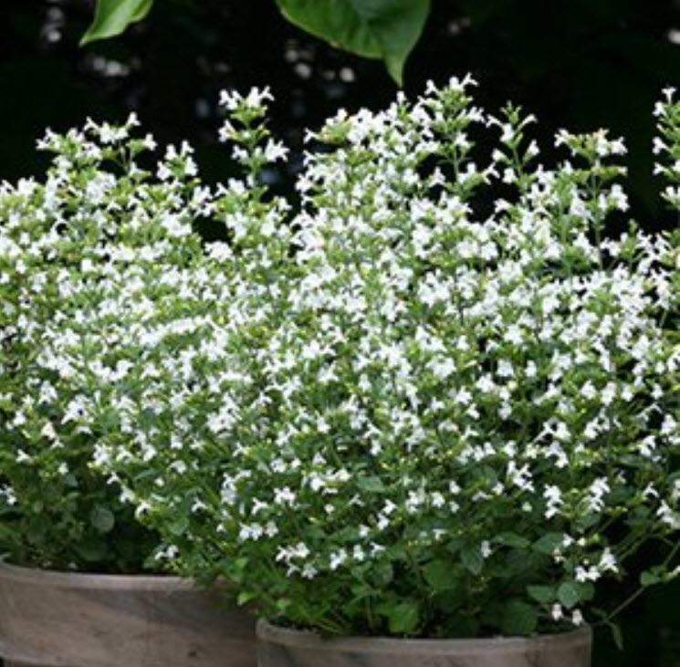 Душевник p9 Push 