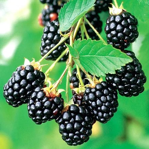 Растение ежевика Навахо С2 Db 