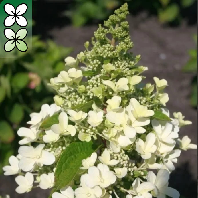 Гортензия метельчатая Меджикал Гималая C35, 30-50см YP 