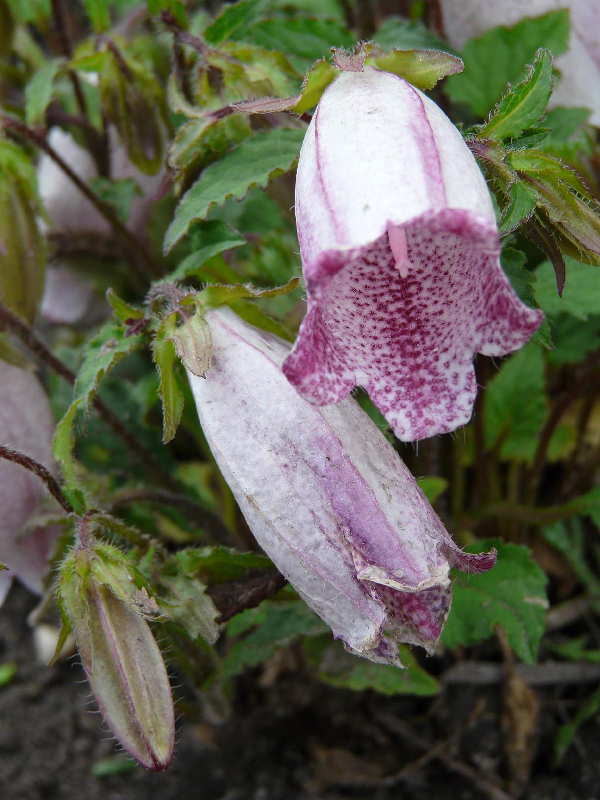 Колокольчик  "Хот Липс"  Р9 