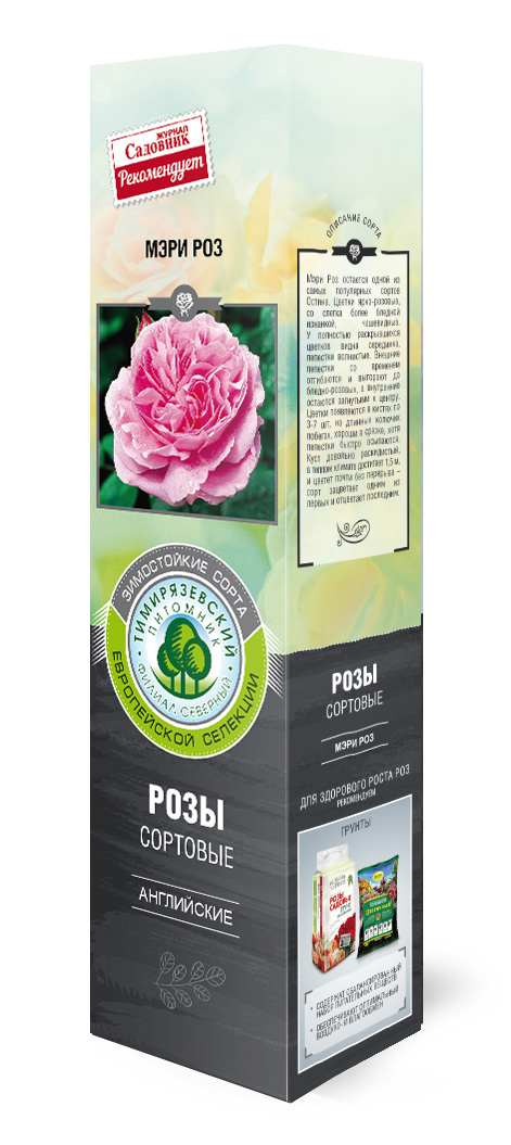 Роза английская Мэри Роуз в коробке ZP 