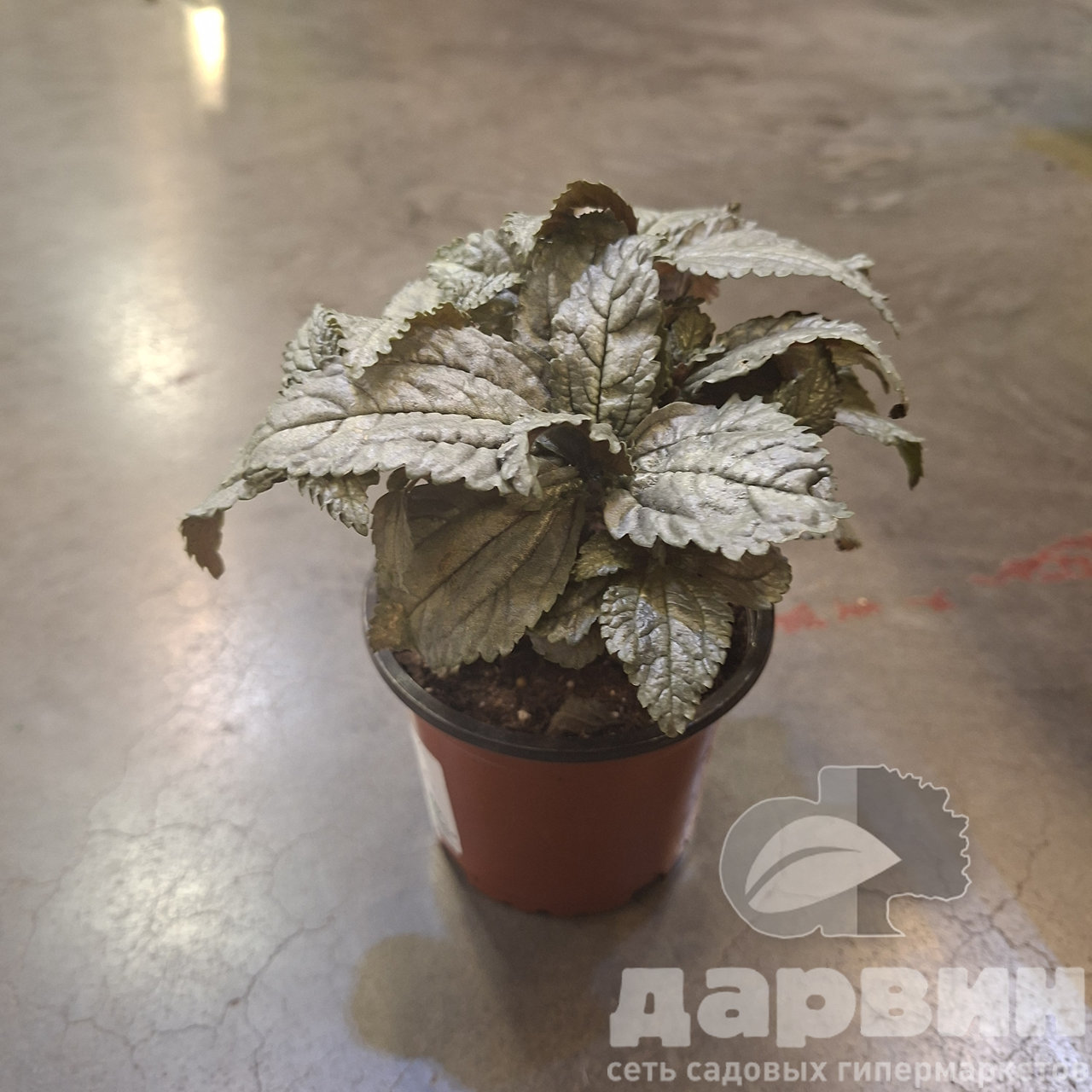 Пилея кадиера Эллен d11 Tim 