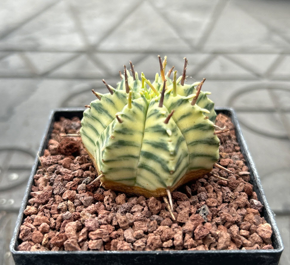 Эуфорбия Мелоформис Вариегата d7 h10 