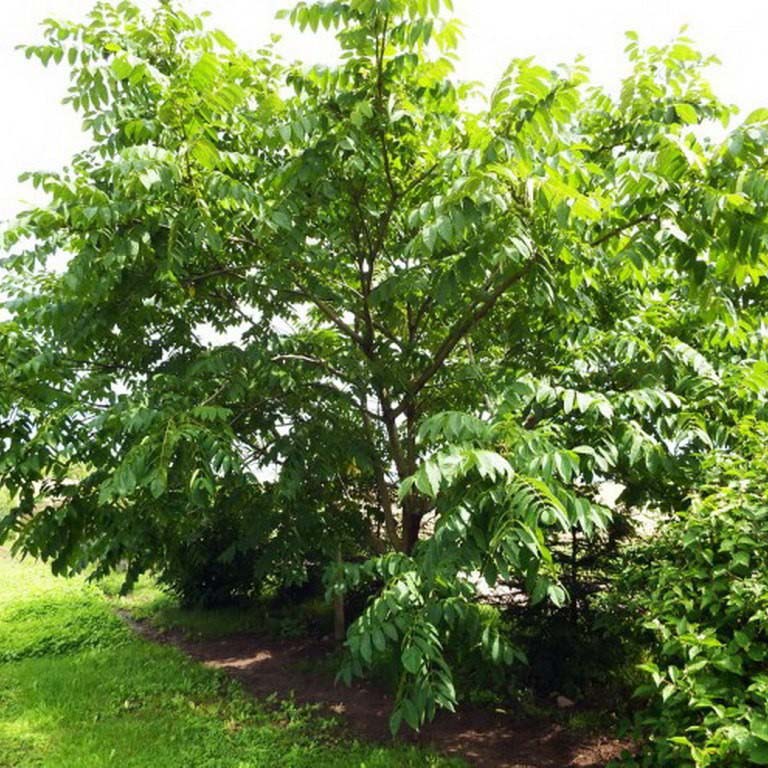 Орех маньчжурский v50 200-250 