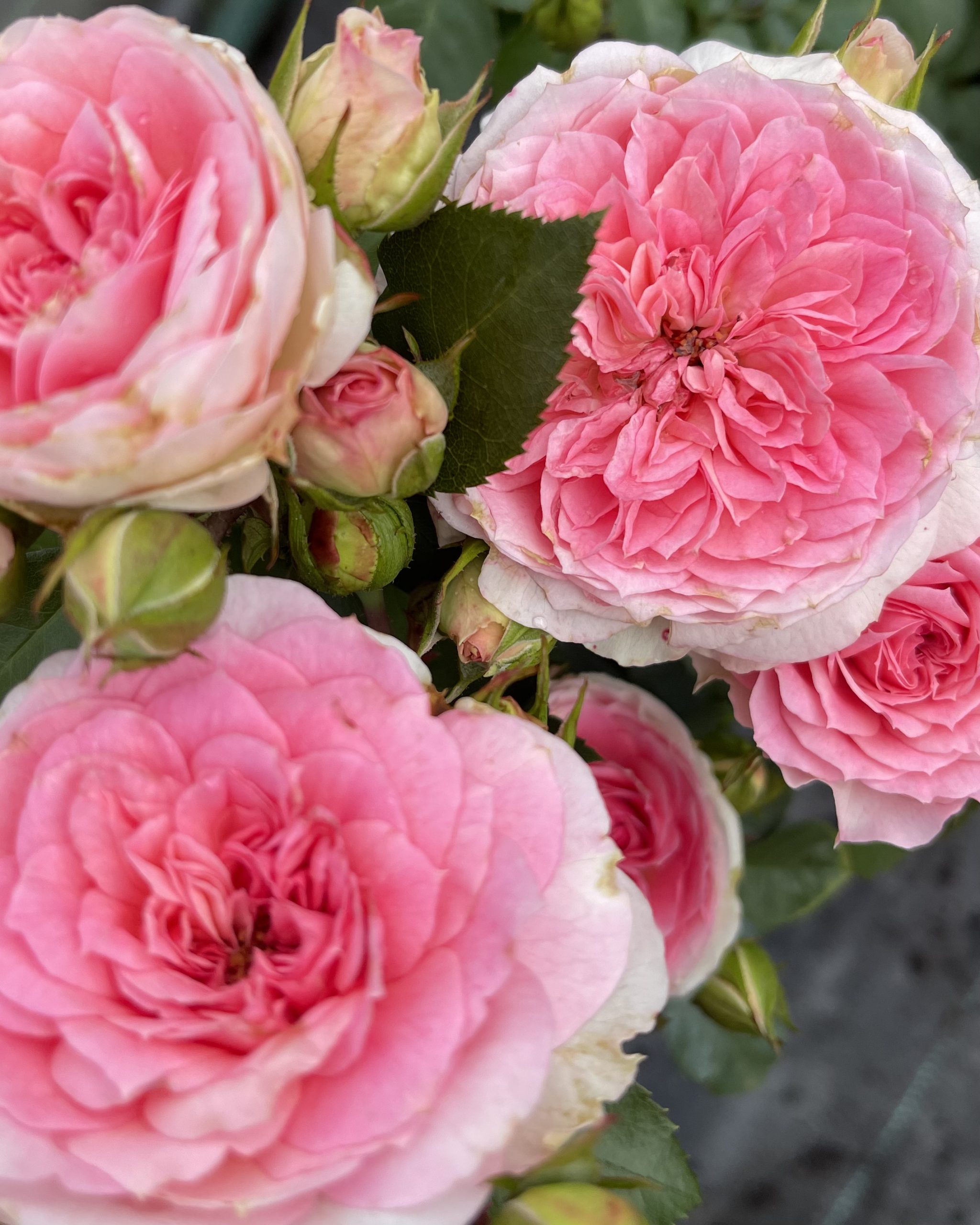 Роза парковая Курфюрстин Софи в коробке ЦО 