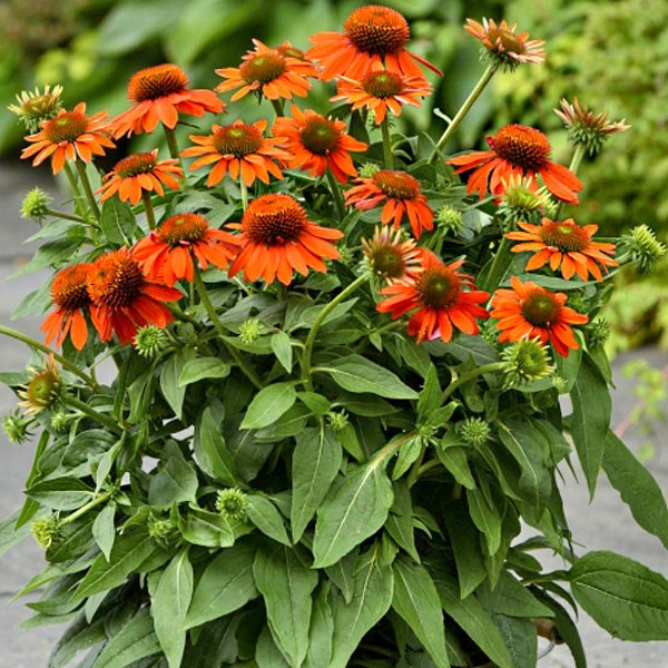 Эхинацея Поллинейшн Оранж Ред d12 ХР 