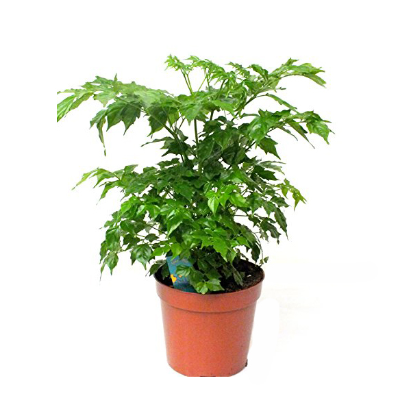 Радермахера Китайская d12-15 h30 