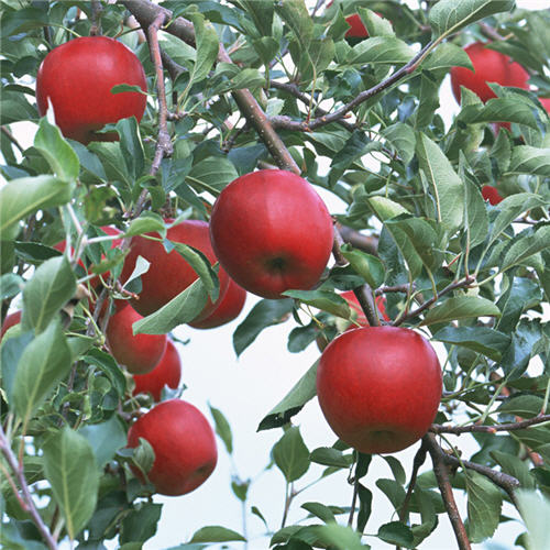 Яблоня в сортах v 5-10 