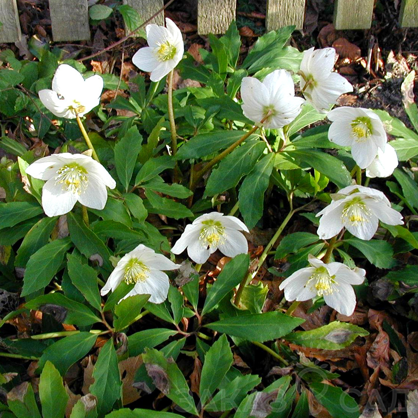 Корневище Морозник восточный Вайт Леди  1 шт Поиск 