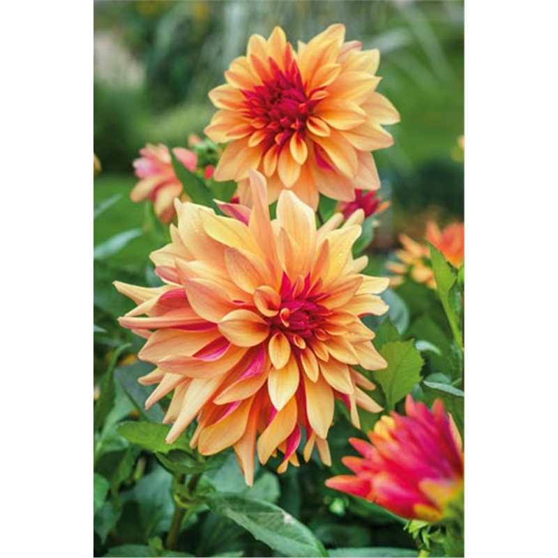 Клубень Георгина декоративного Лабиринт I 1шт 