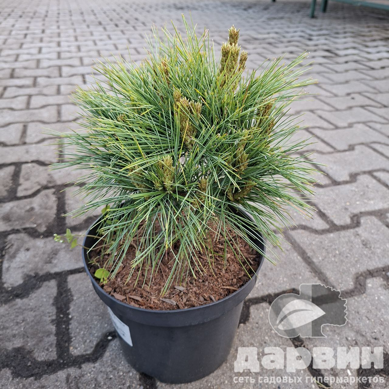 Сосна веймутова Минима v4 25-30 Mt по цене  Сосна веймутова Минима v4 25-30 Mt