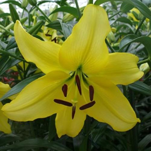 Лилия азиатская Йеллоу Пауэр d 10 Tim 