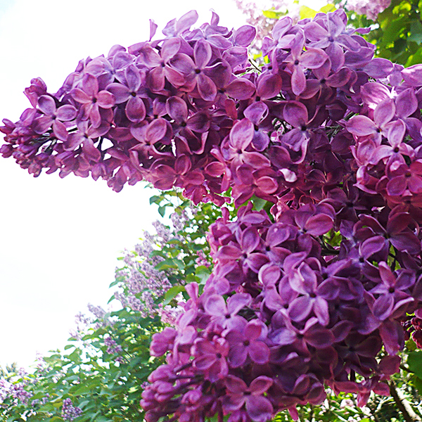 Сирень обыкновенная Индия v3 Lav 