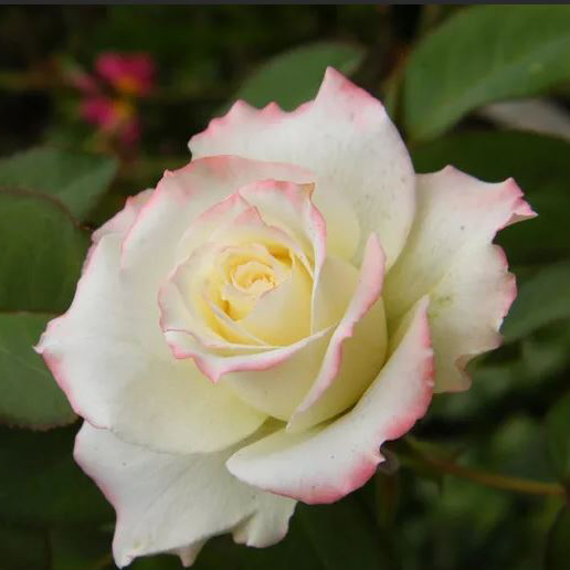 Роза чайно-гибридная Атена 5л Dem 