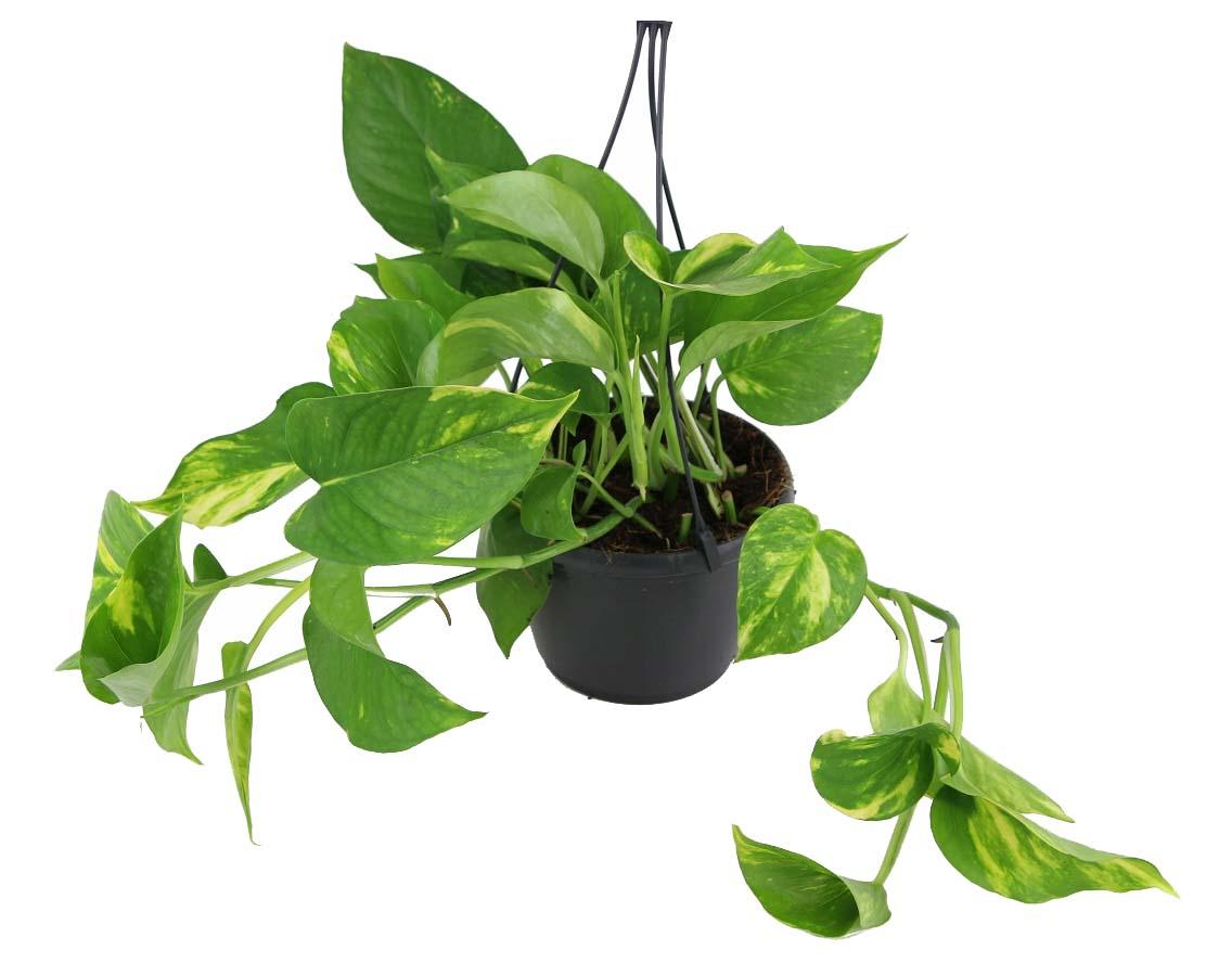 Эпипремнум кашпо d23 Tim 