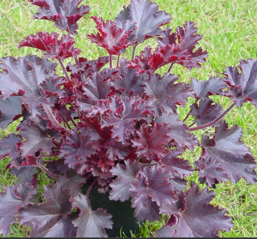 Гейхера Мелтин Файр v3 25-40 ЦВ 