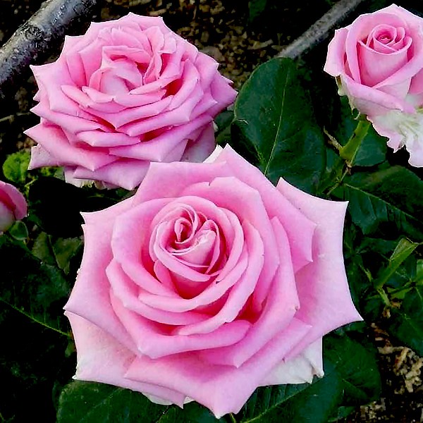 Роза чайно-гибридная Аква v5 Lav 