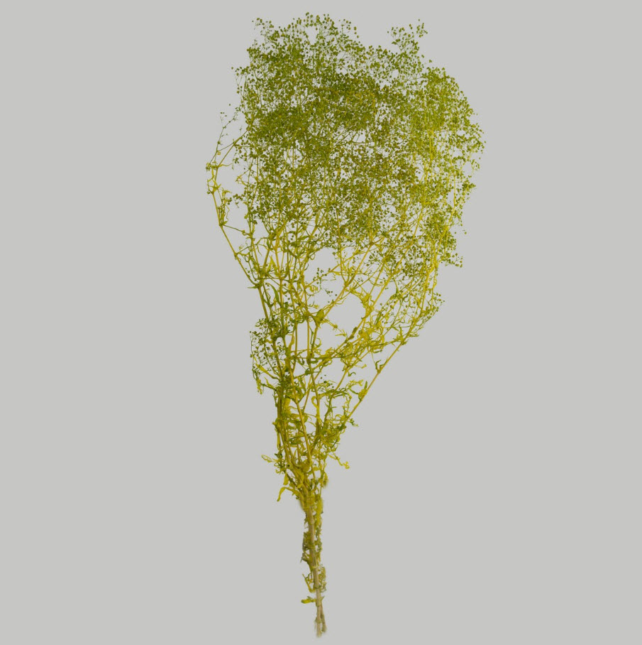 Сухоцветы Гипсофилы набор 50гр 60см, зеленый по цене 