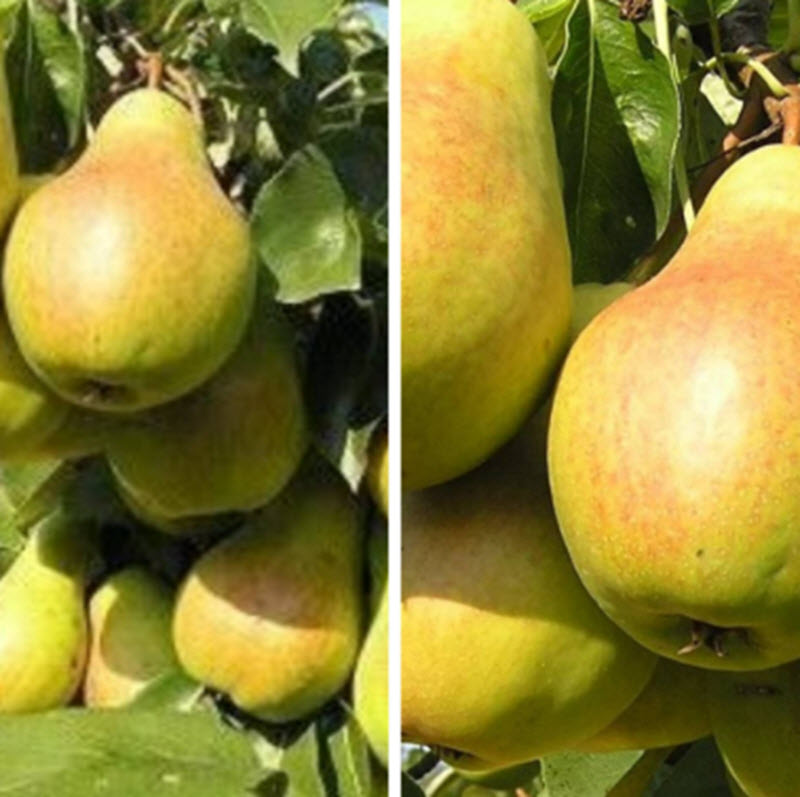 Дерево-сад 2-3 летка груша Скороспелка из Мичуринска Лада 2 сорта ЦО 