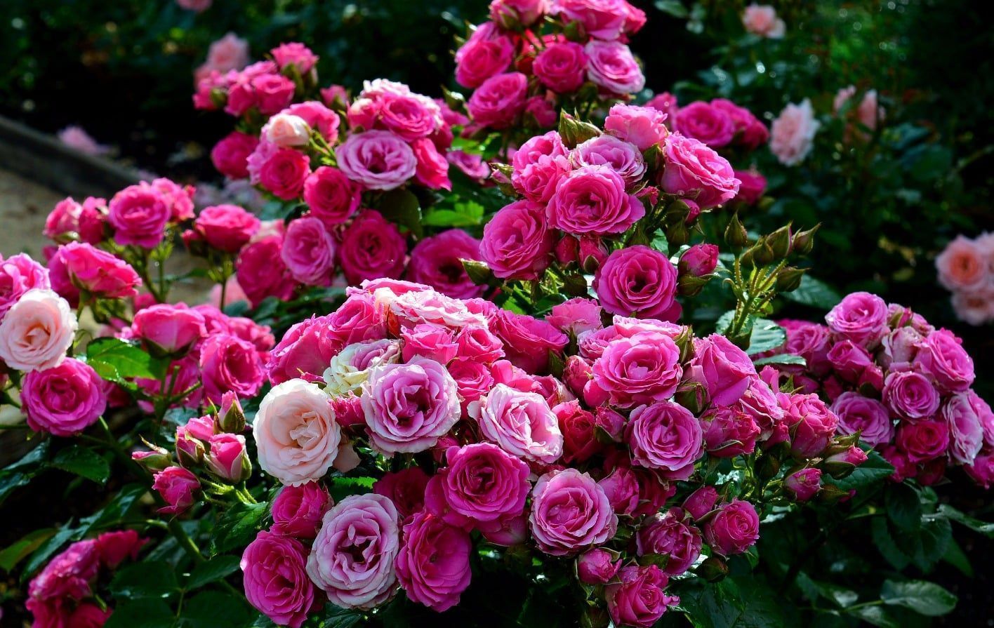 Роза спрей в ассортименте v5 Tim 