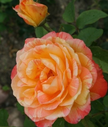 Роза чайно гибридная Марвелл в коробке AV 