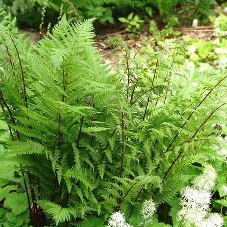 Папоротник жен. 